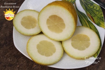 C. medica Piretto1 - 
